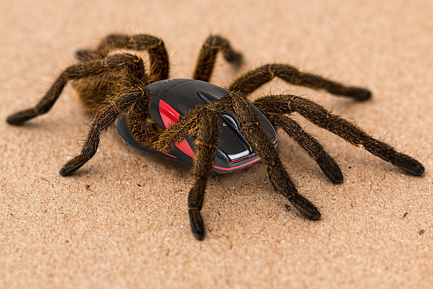 Tarantula with computer mouse on textured background
