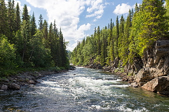 Fast-flowing river through rocky forest canyon