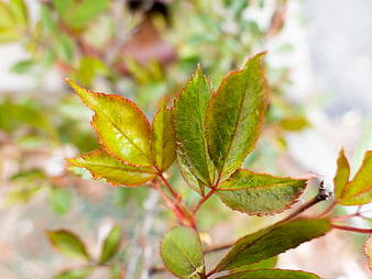 Close-up of green rose leaves with red edges