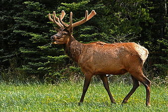 Majestic Bull Elk Grazing in Green Meadow