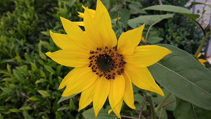 Vibrant yellow sunflower close-up with green foliage background
