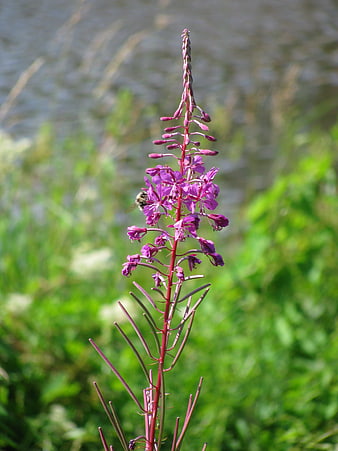 Close-up of purple fireweed flower with bee pollinating