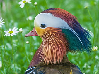 Close-up of a colorful male mandarin duck in a green meadow