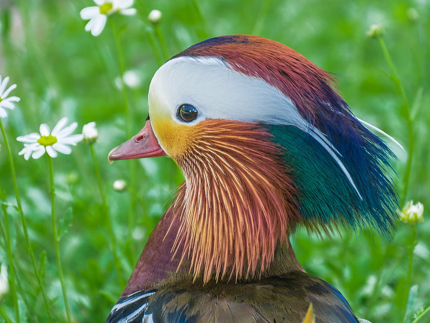 Close-up of a colorful male mandarin duck in a green meadow