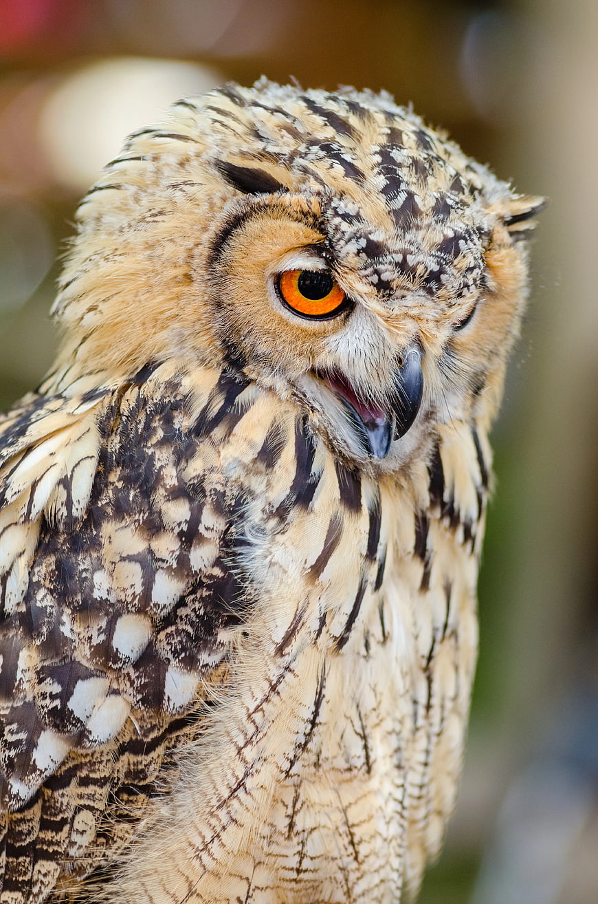 Close-up portrait of a Great Horned Owl with open beak