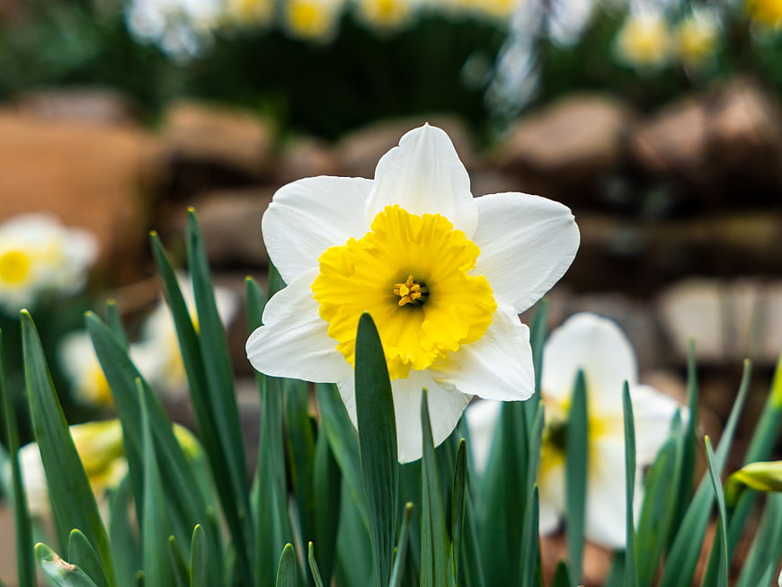 Close-up of a white and yellow daffodil flower in spring