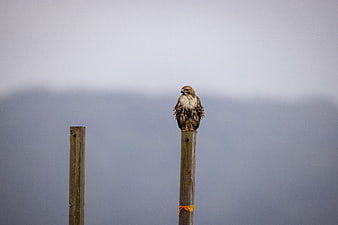 Red-tailed Hawk Perched on Wooden Post in Foggy Landscape