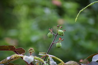 Close-up of green plant berries on a branch