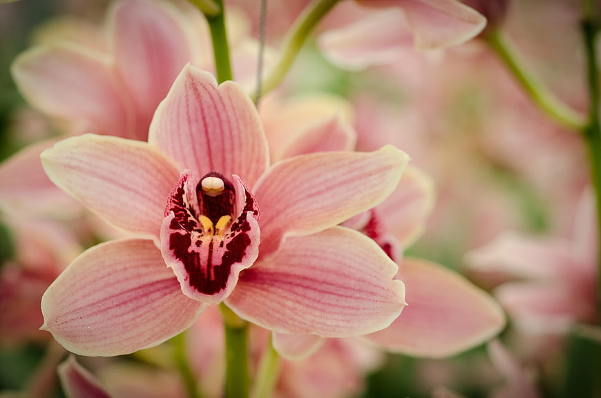 Close-up of delicate pink orchid flower with deep red center