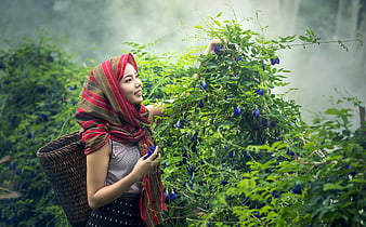 Young woman harvesting blue flowers in misty garden