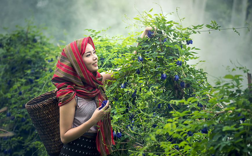 Young woman harvesting blue flowers in misty garden
