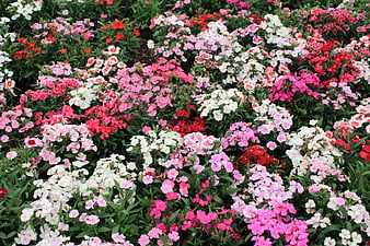 Colorful Dianthus Flower Bed in Garden Nursery