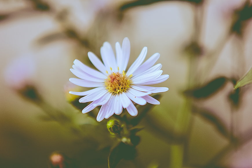 Close-up of a delicate white aster flower with yellow center
