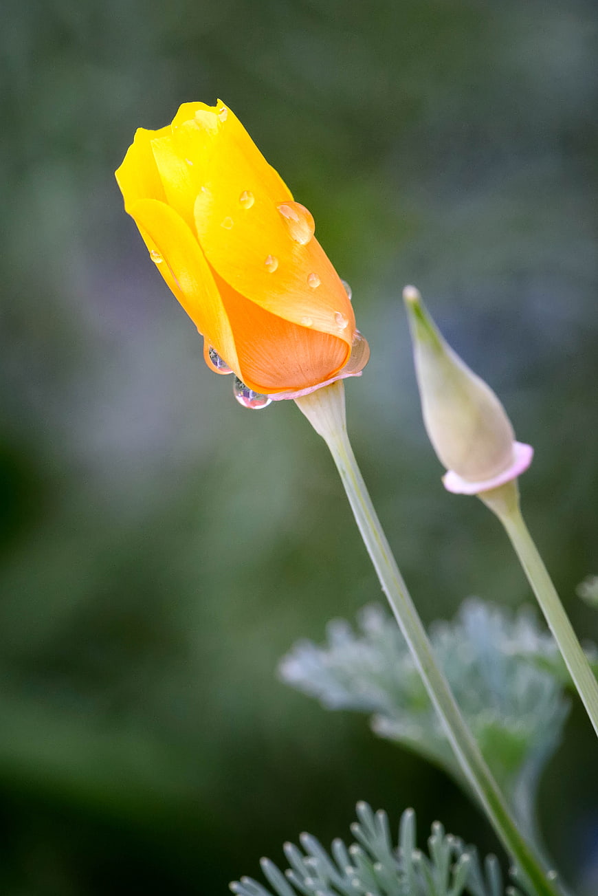 Yellow Poppy Bud with Rain Droplets on Green Background
