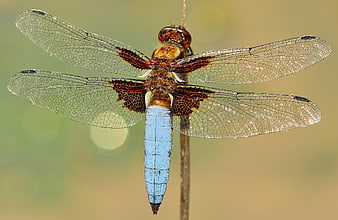 Blue dragonfly perched on a vertical stem against a soft green and beige background