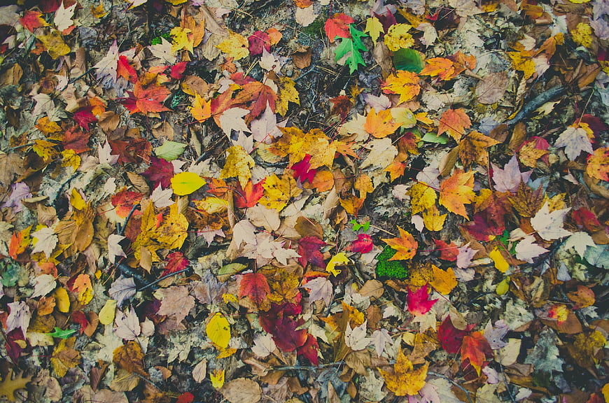Top View of Colorful Autumn Leaves on Forest Floor