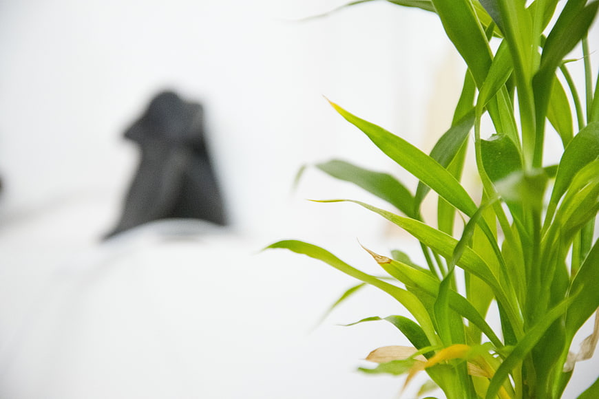 Close-up of green plant leaves with blurred background