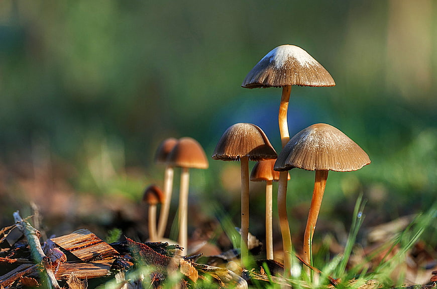 Close-up of brown mushrooms growing in a forest