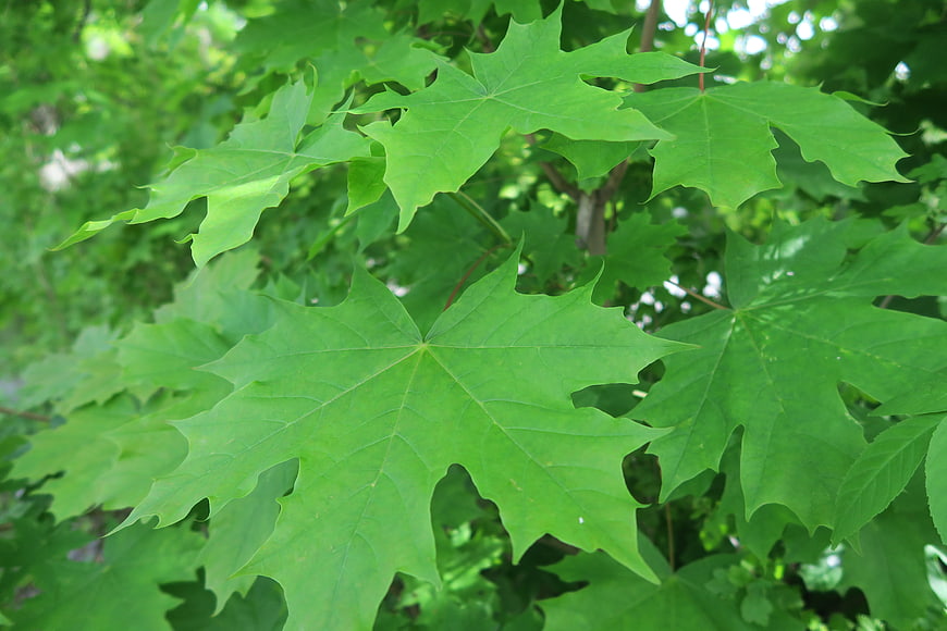 Close-up of vibrant green maple leaves in summer sunlight