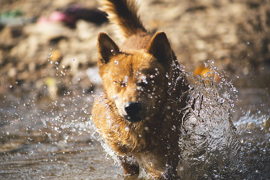 Happy brown dog running through water with splashes