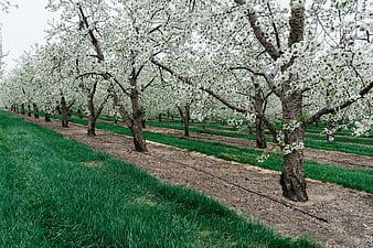 Rows of blooming fruit trees in a spring orchard