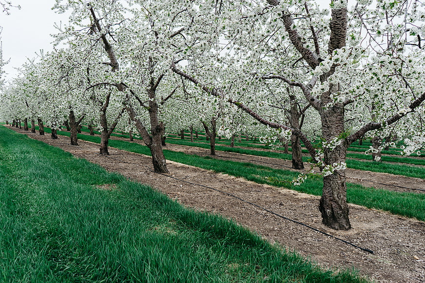 Rows of blooming fruit trees in a spring orchard