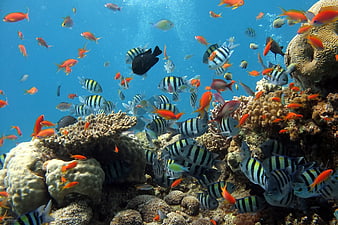 Vibrant School of Tropical Fish Swimming Over Coral Reef