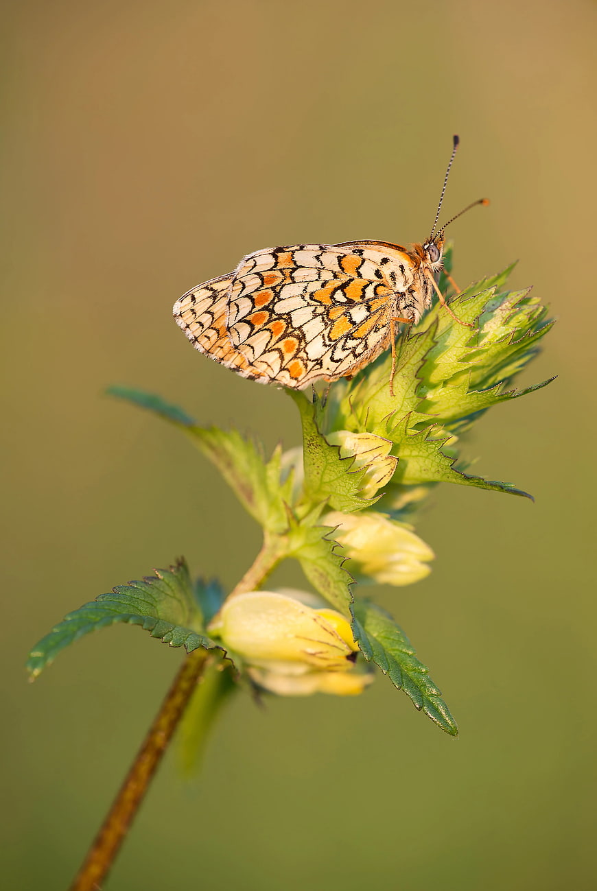 Close-up of Orange and White Butterfly on Green Plant