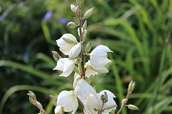 White Yucca Flowers Blooming Against Green Garden Background