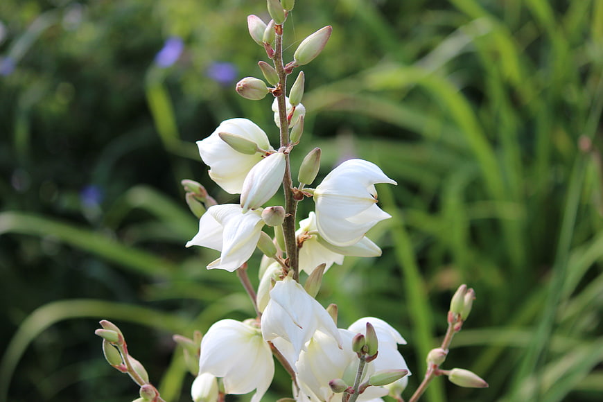 White Yucca Flowers Blooming Against Green Garden Background