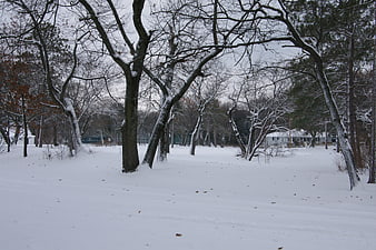 Snowy Winter Park Landscape with Bare Trees