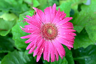 Vibrant Pink Gerber Daisy with Water Droplets on Green Leaves