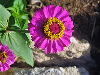 Close-up of vibrant pink zinnia flower with yellow center