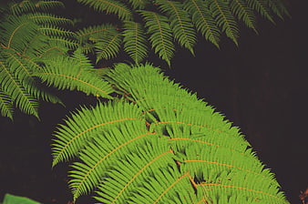 Vibrant green fern fronds against dark background