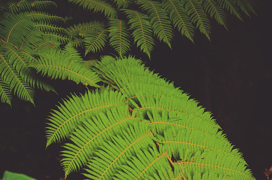 Vibrant green fern fronds against dark background