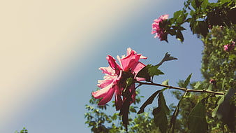 Pink Hibiscus Flower Blooming Against Blue Sky