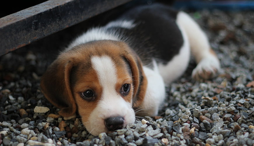 Cute Beagle Puppy Lying on Gravel