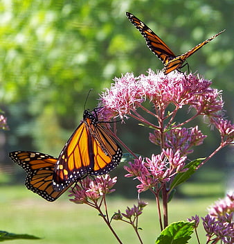 Two Monarch Butterflies Feeding on Pink Joe Pye Weed Flowers