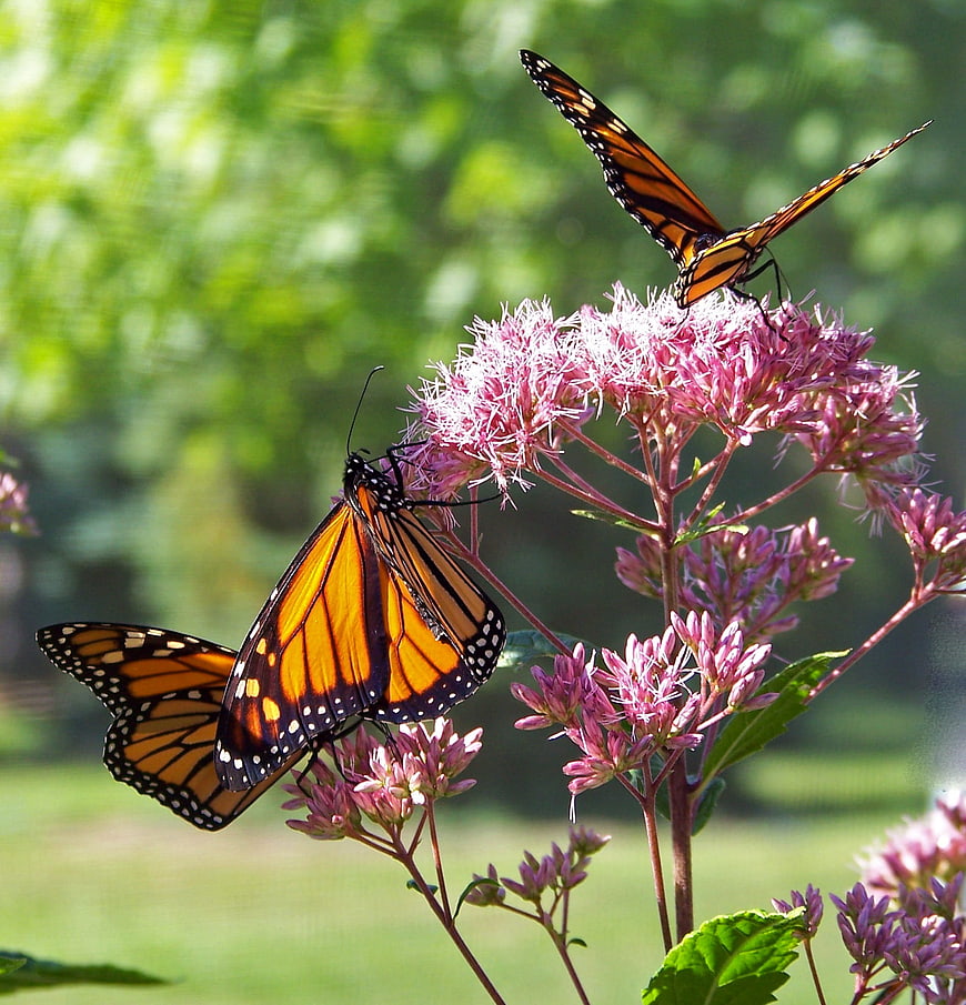 Two Monarch Butterflies Feeding on Pink Joe Pye Weed Flowers