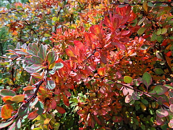Vibrant Autumn Barberry Bush with Red and Green Leaves