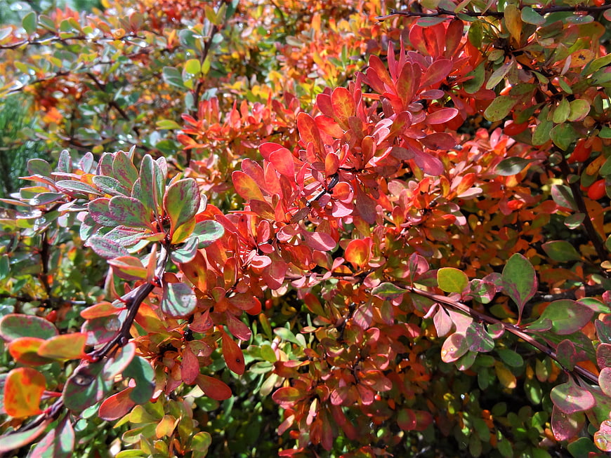 Vibrant Autumn Barberry Bush with Red and Green Leaves