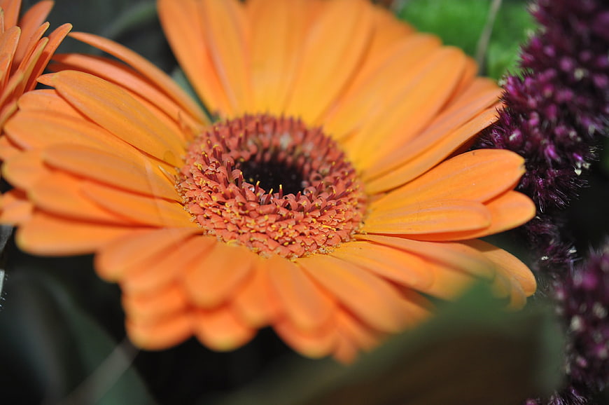 Close-up of vibrant orange gerbera daisy flower