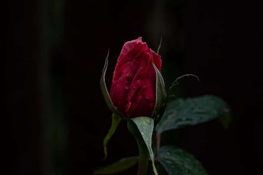 Dark moody red rose bud close-up on black background