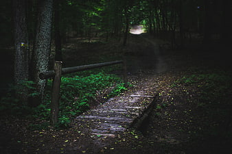 Mysterious wooden bridge on a dark forest path