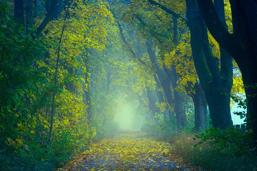 Enchanted Autumn Forest Path with Misty Light
