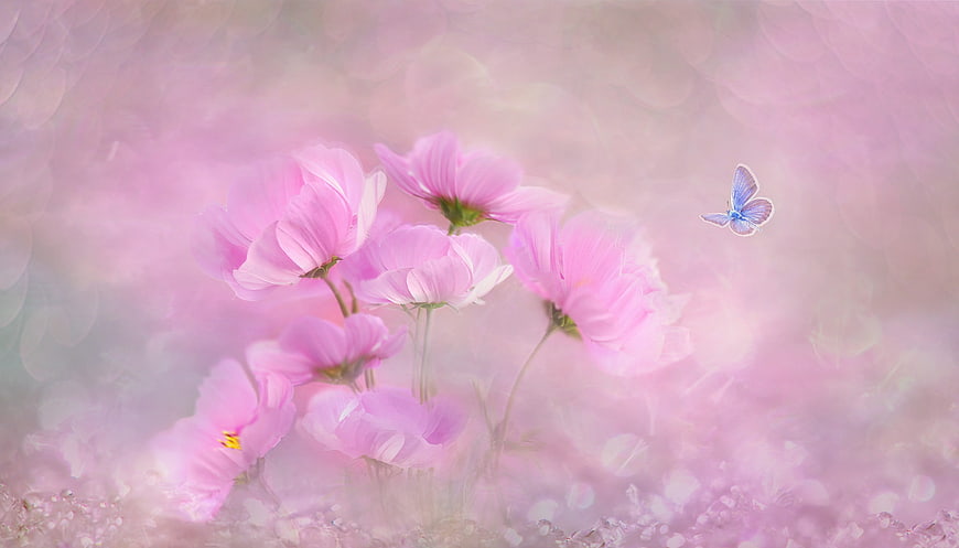 Dreamy Pink Cosmos Flowers with Blue Butterfly