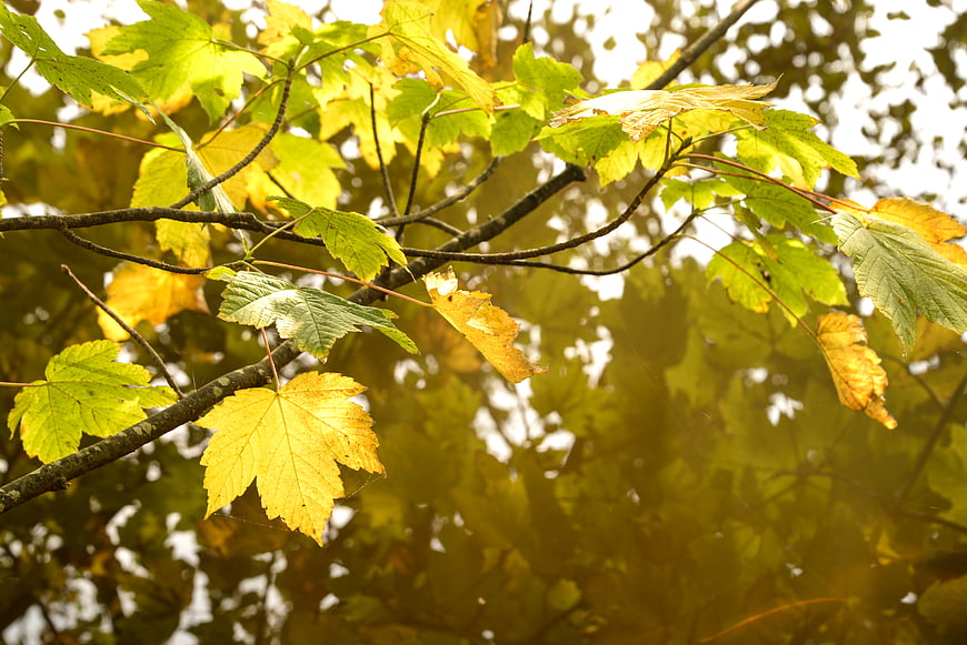 Sunlit yellow maple leaves on branches in autumn