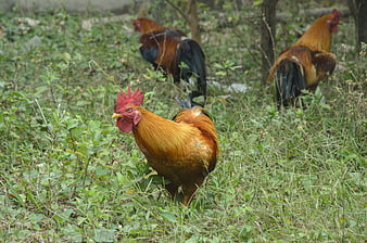 Free Range Roosters Foraging in Grassy Field
