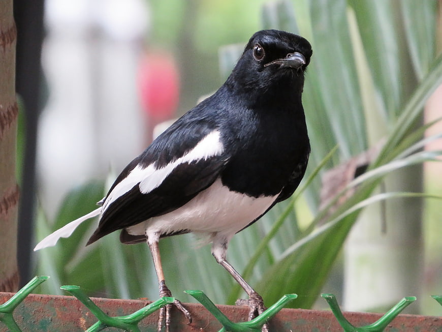 Oriental Magpie Robin perched on a green fence