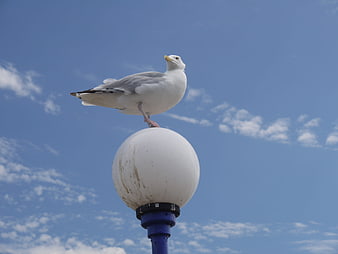 Seagull perched on white lamp post against blue sky
